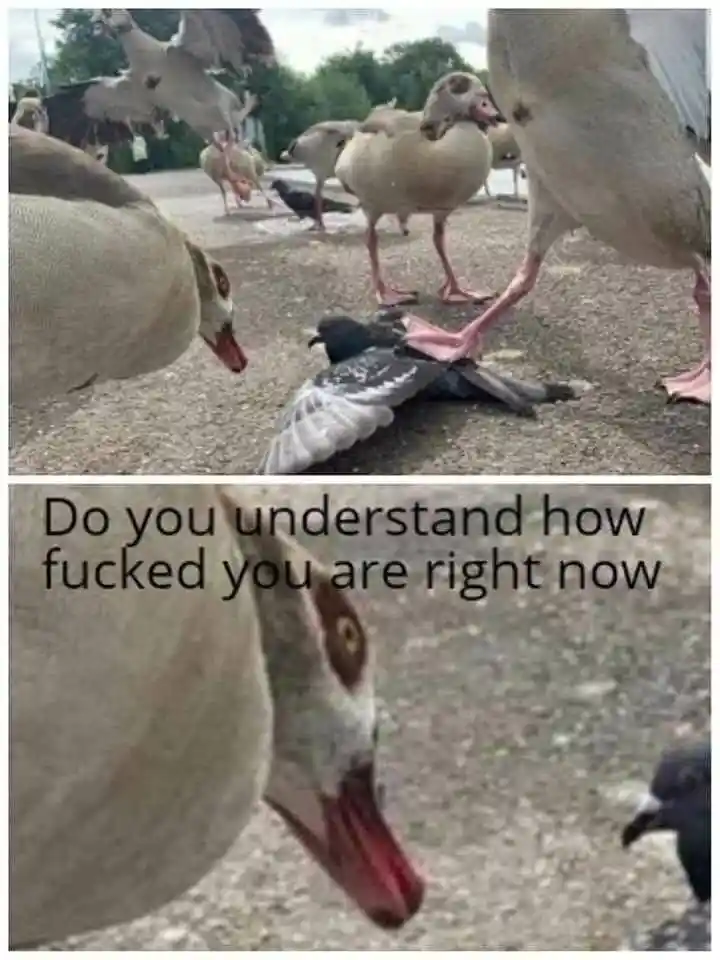 Goose pinning pigeon meme menacing prey