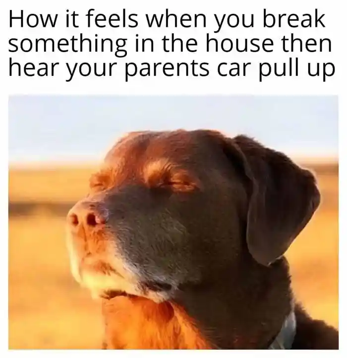 Dog closing eyes meme hiding guilt after breaking things waiting for parents
