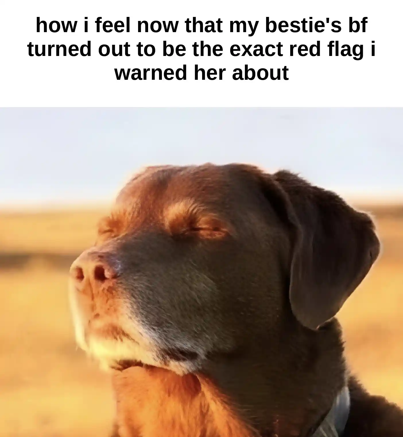Dog closing eyes meme vindicated after warning bestie about red flag bf