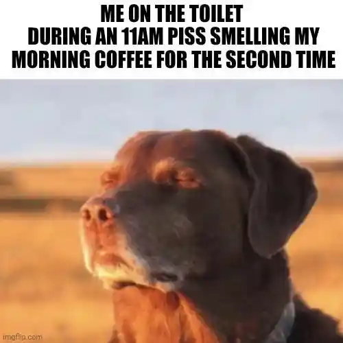 Dog closing eyes meme smelling coffee on toilet