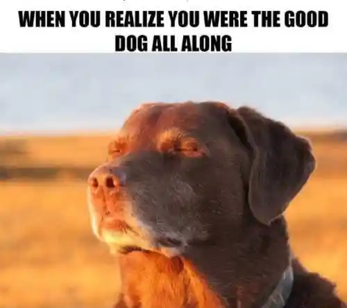 Dog closing eyes meme proud to be the good dog