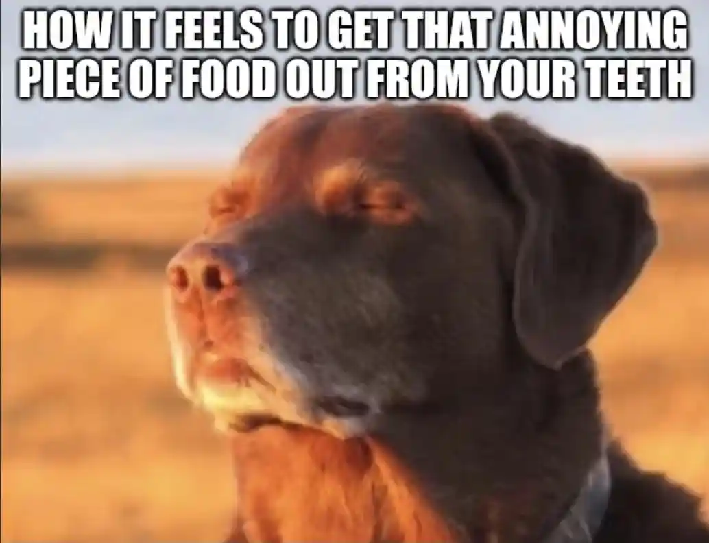 Dog closing eyes meme relieved after getting food out of teeth