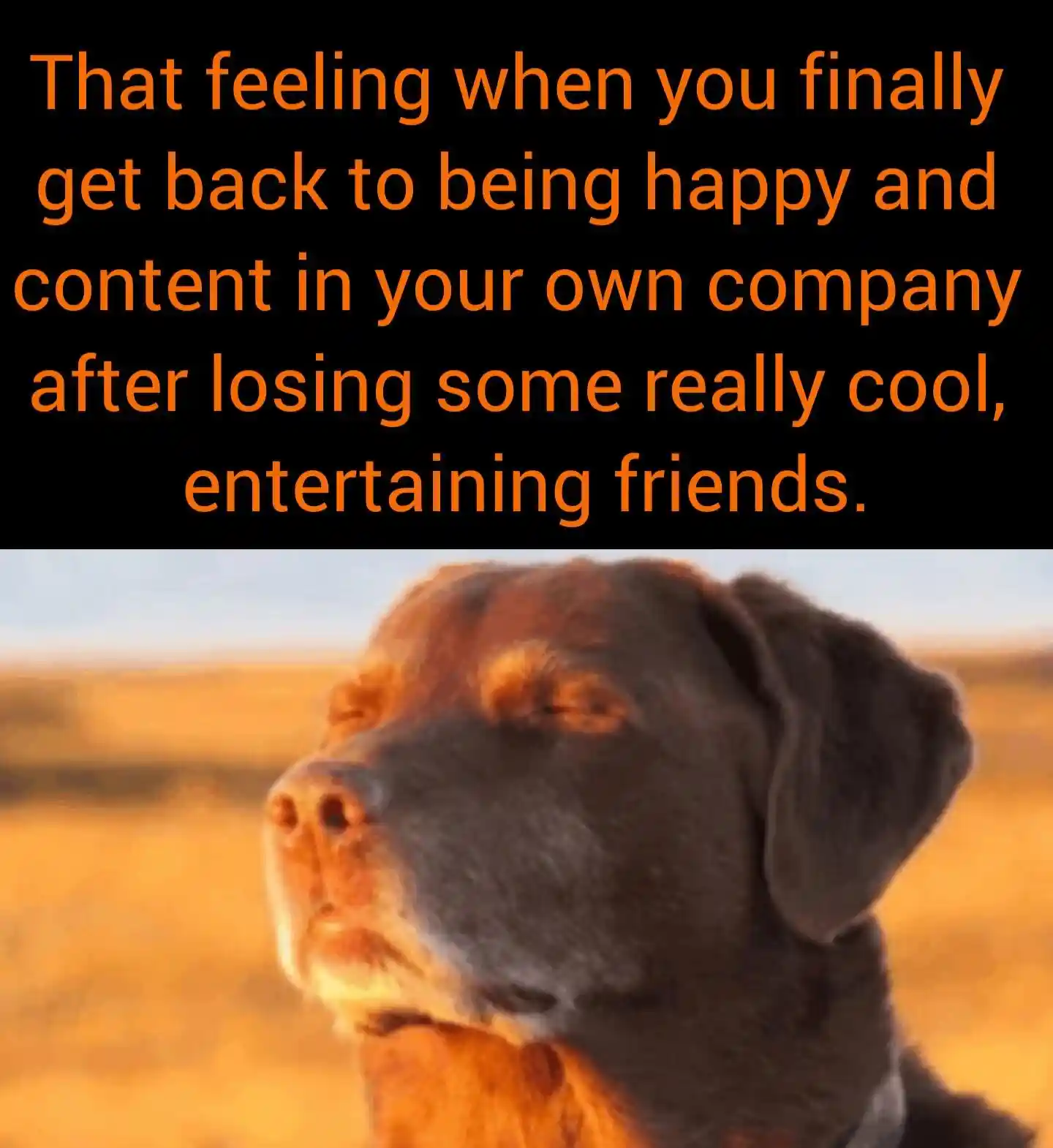 Dog closing eyes meme happy after losing friends