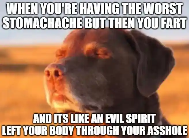 Dog closing eyes meme relieved after farting