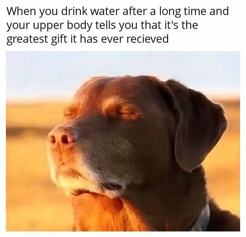Dog closing eyes meme loving cold water