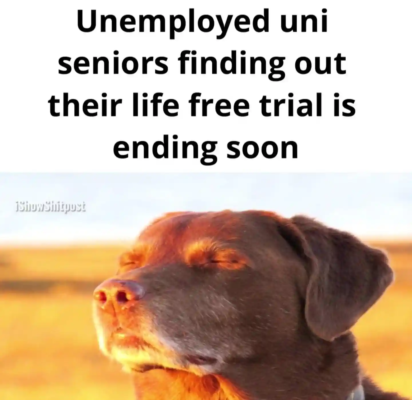Dog closing eyes meme uni seniors face ending life free trial