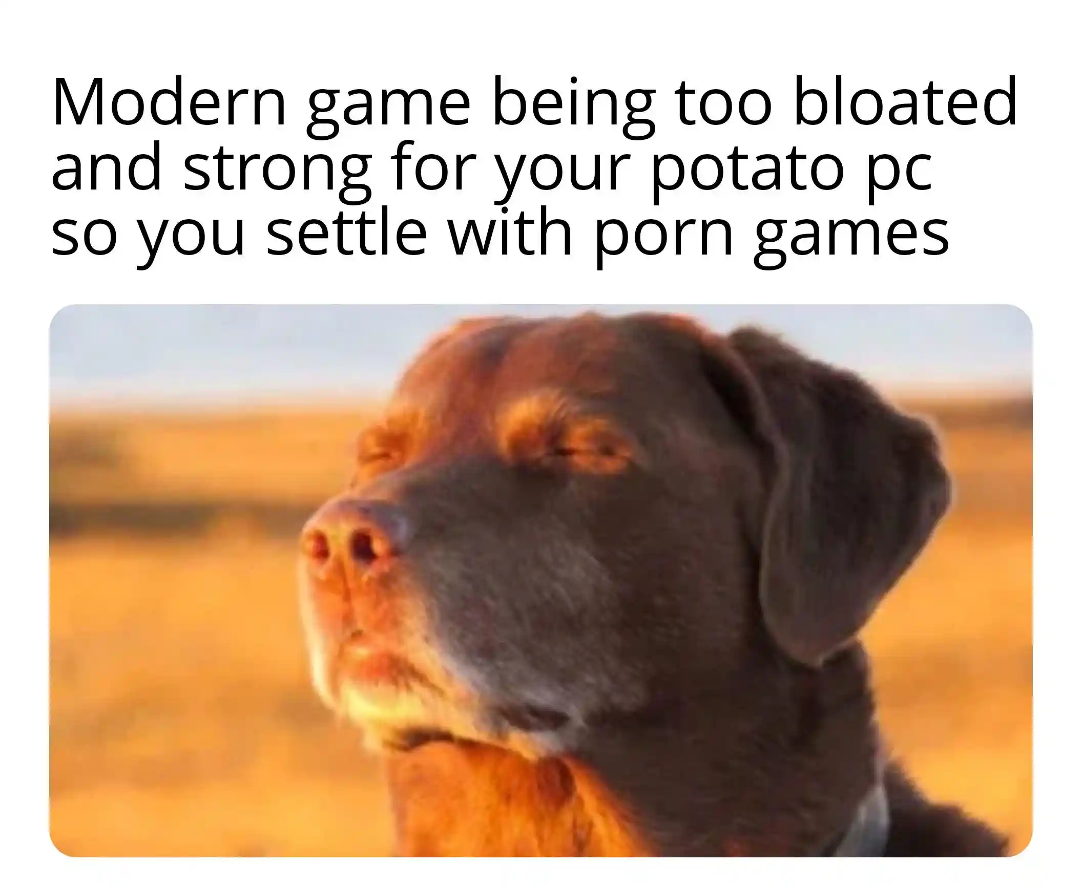 Dog closing eyes meme playing porn games