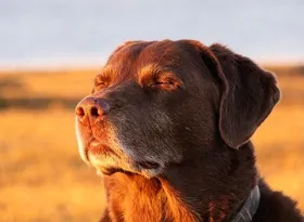 Dog closing eyes meme