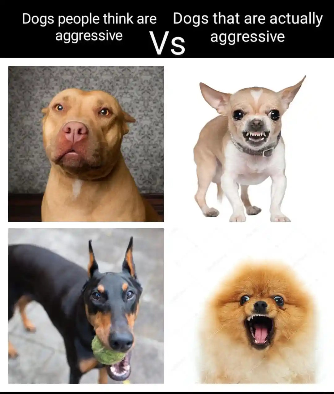 Aggressive dogs meme show funny contrast