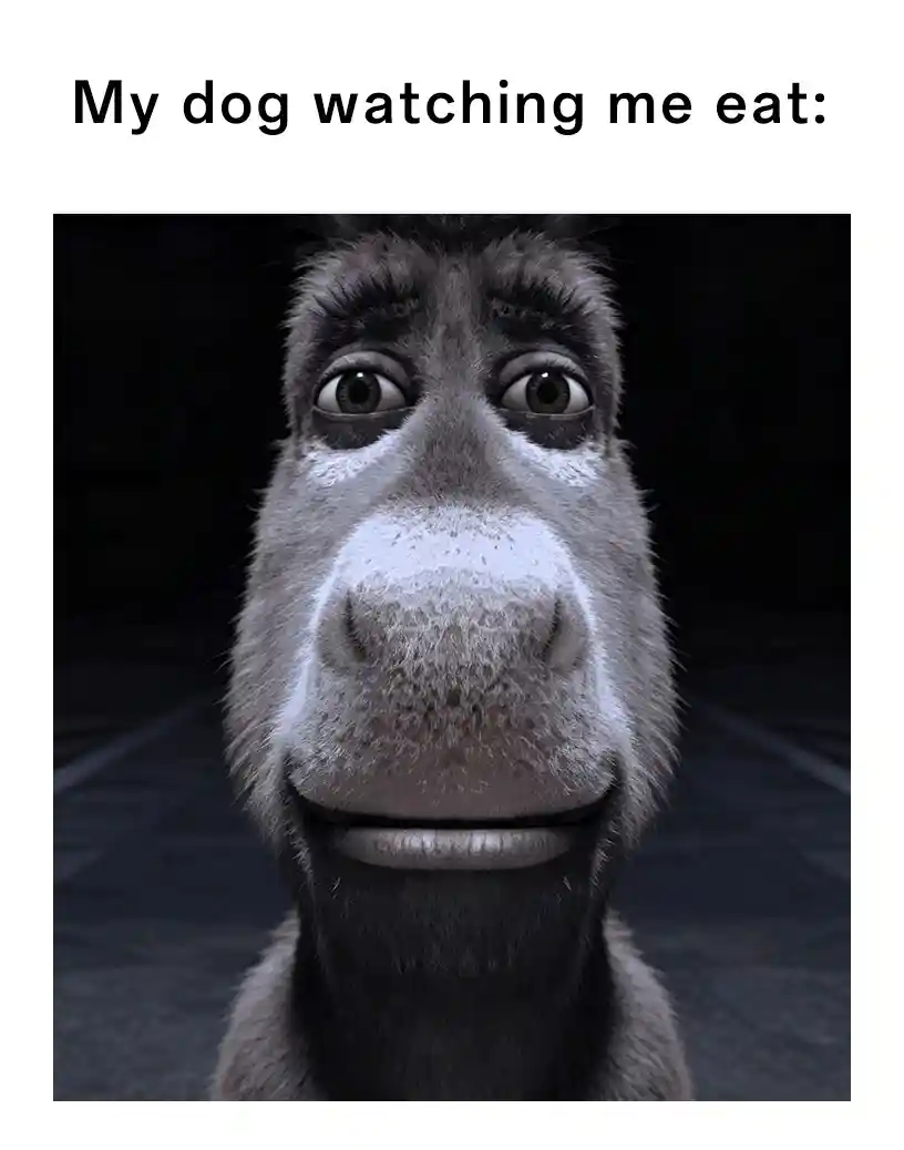 Donkey staring meme watching you eat begging food