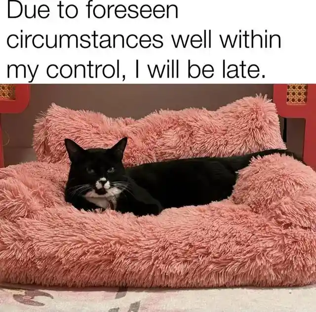 Late excuse cat meme laying on soft bed