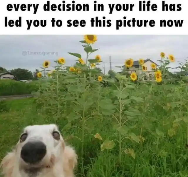 Life choice meme leads you to see cute dog