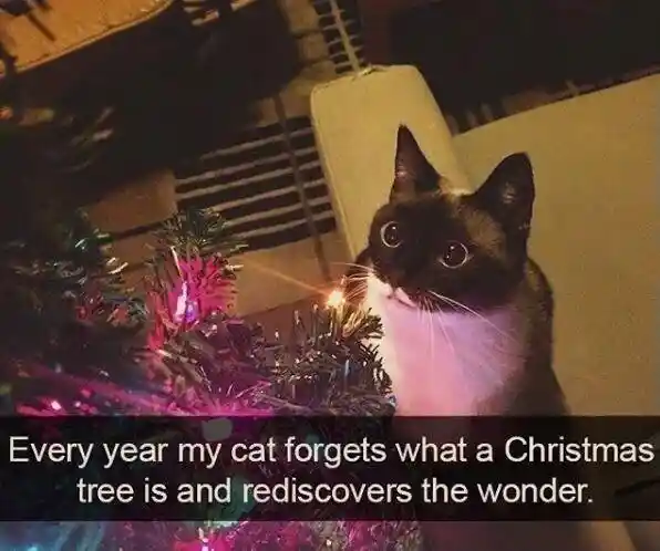 Cat christmas tree meme feels festive joy