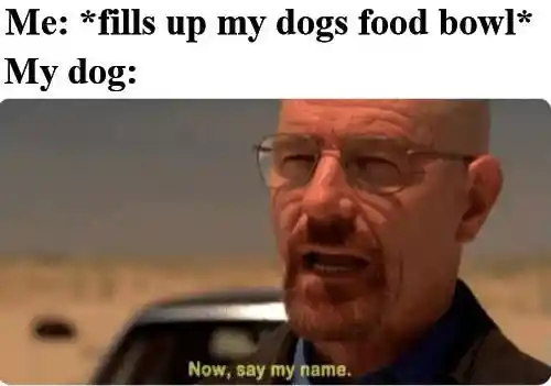 Dog food meme dog wants you say his name