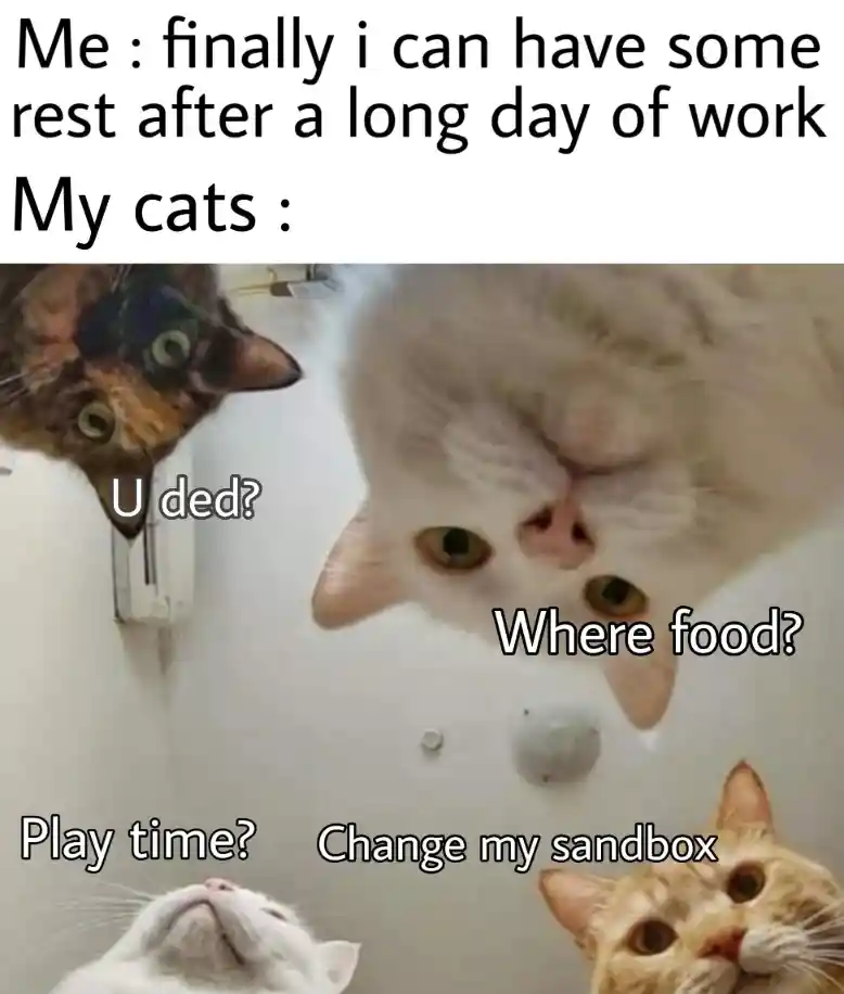 After work rest meme bothered by cats
