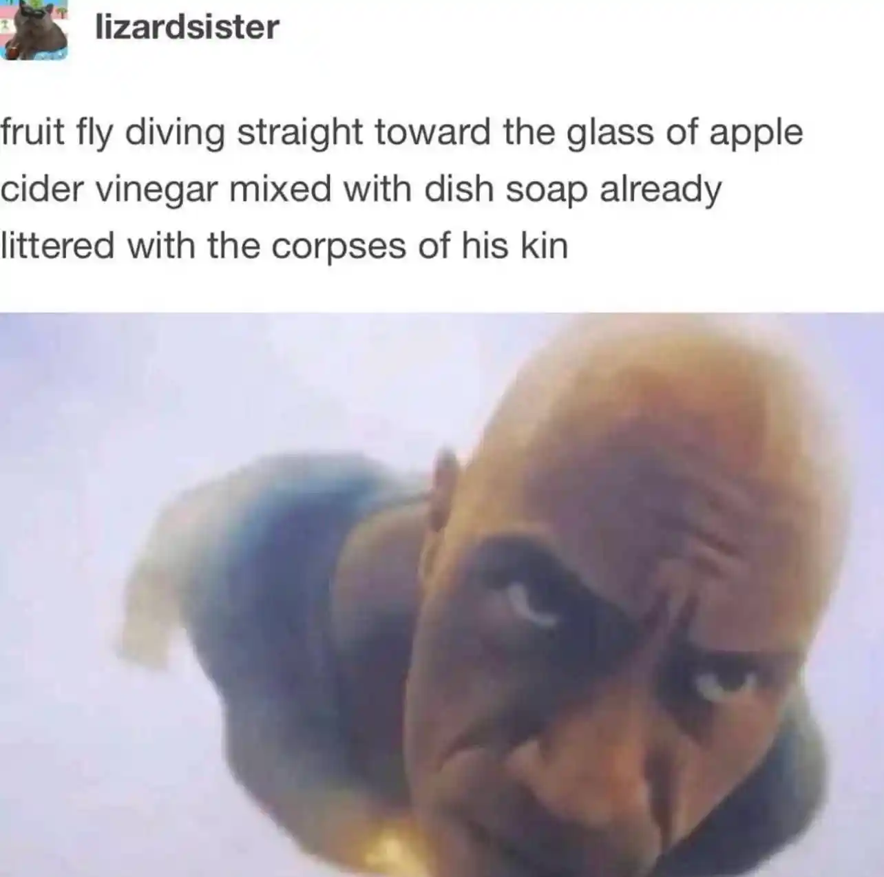 Fruit fly meme rushing to cider soap death trap