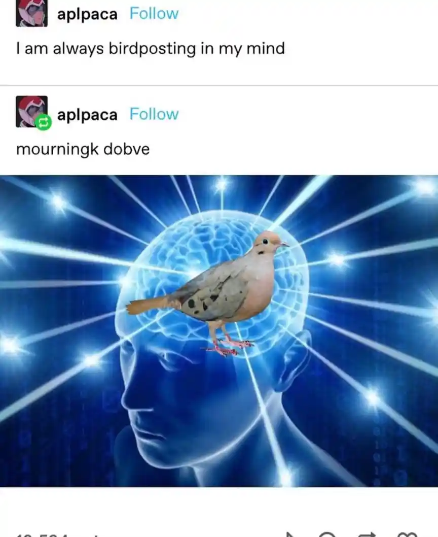 Galaxy brain meme birdposting in my mind