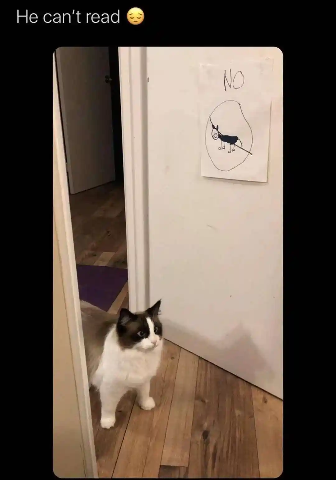 Cat no entry sign meme looking confused