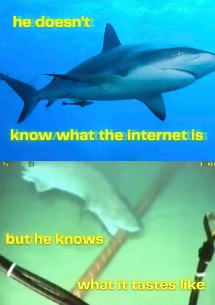 Shark no internet meme bites cable