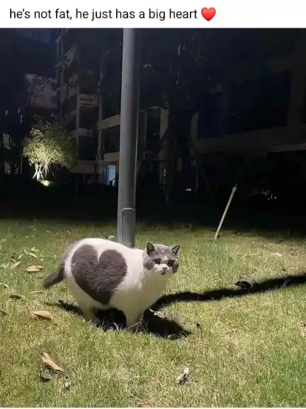 Fat cat meme saying he has a big heart