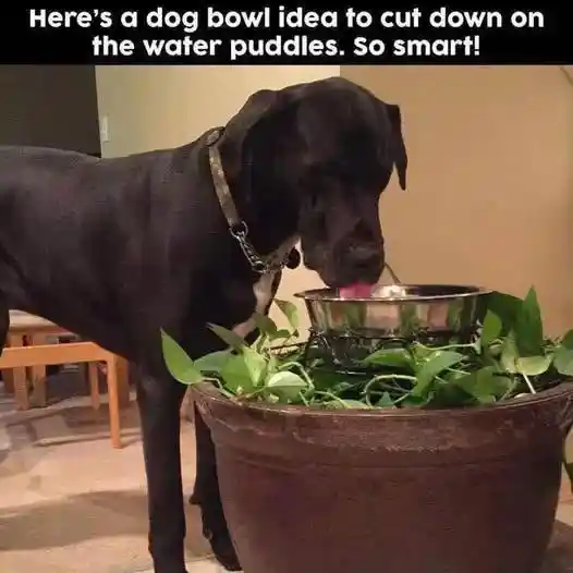 Dog bowl meme in plant pot to stop water puddles