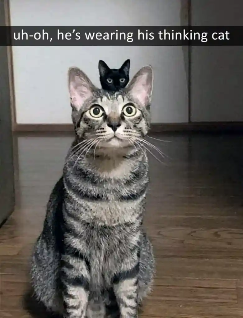 Thinking cat meme cat has black cat on head