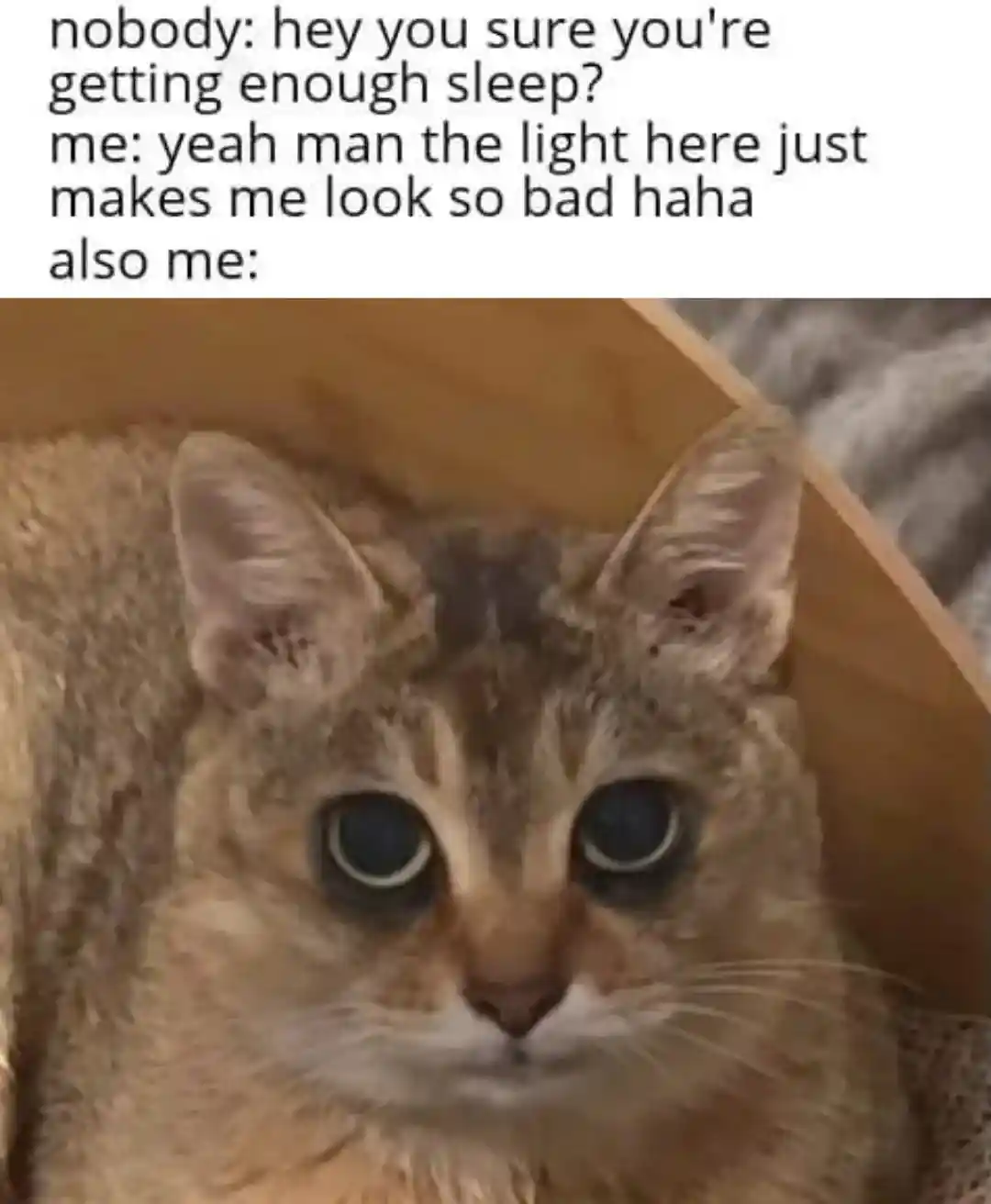 Tired cat meme lying about bad lighting
