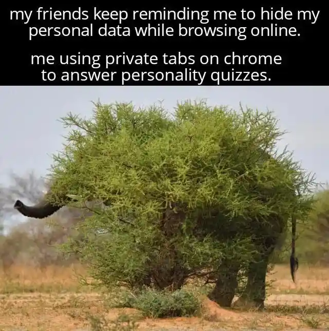 Elephant hiding in bush meme using private tabs for quizzes