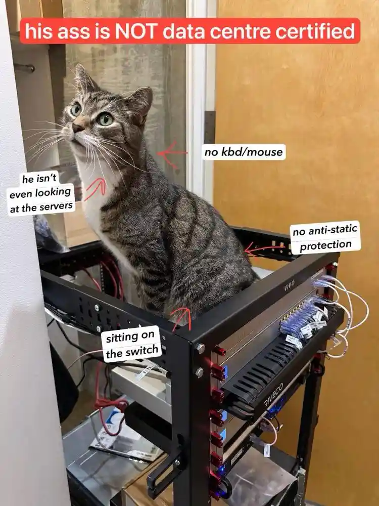 Not certified cat meme on server rack