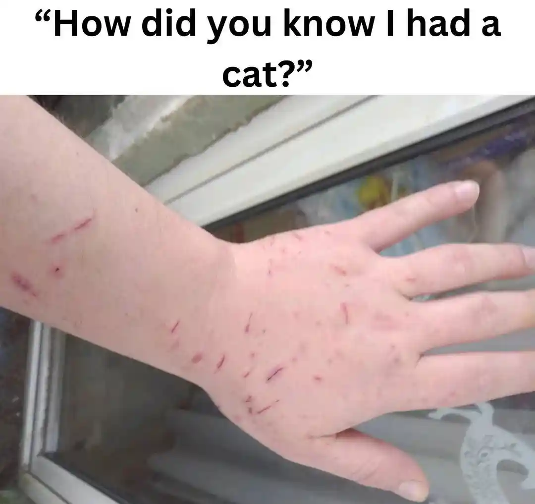Cat scratch meme showing you have a cat