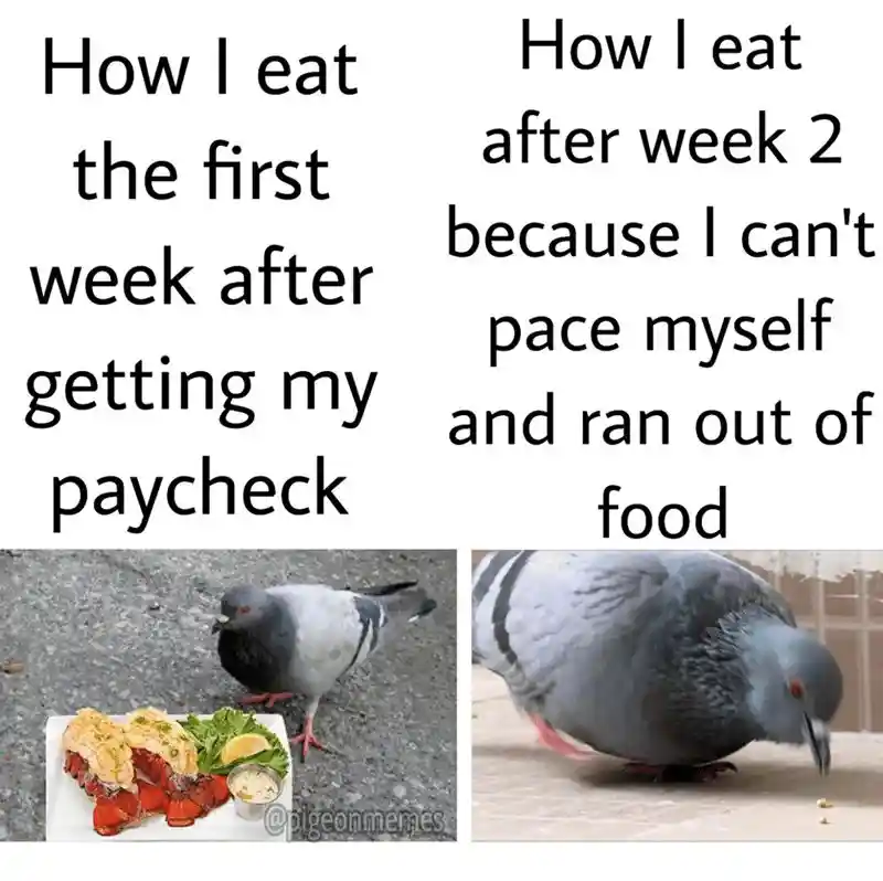Payday pigeon meme eating fancy then eating scraps