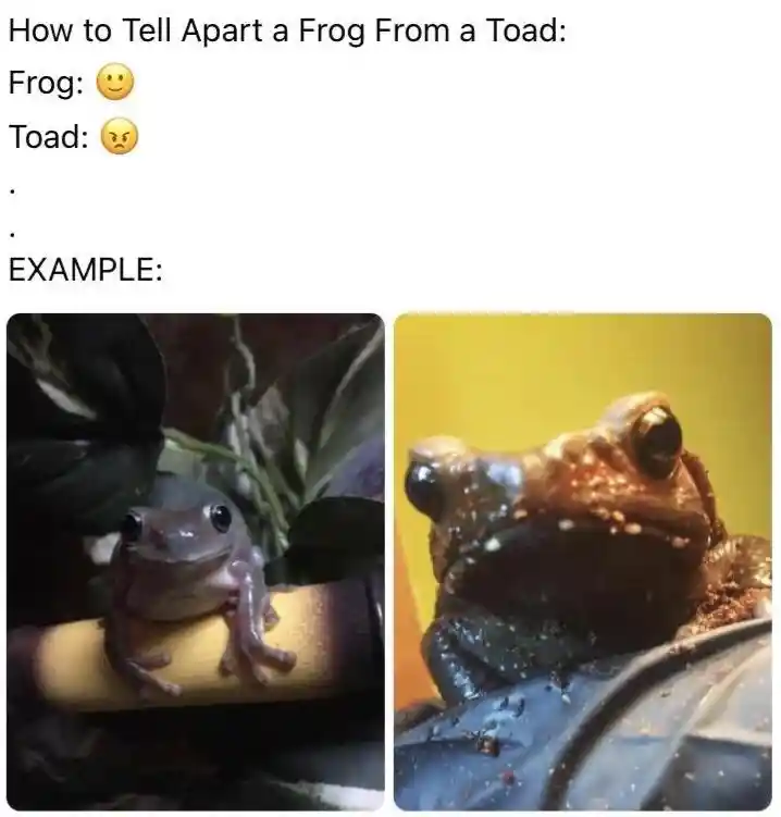 Frog toad meme with happy grumpy faces
