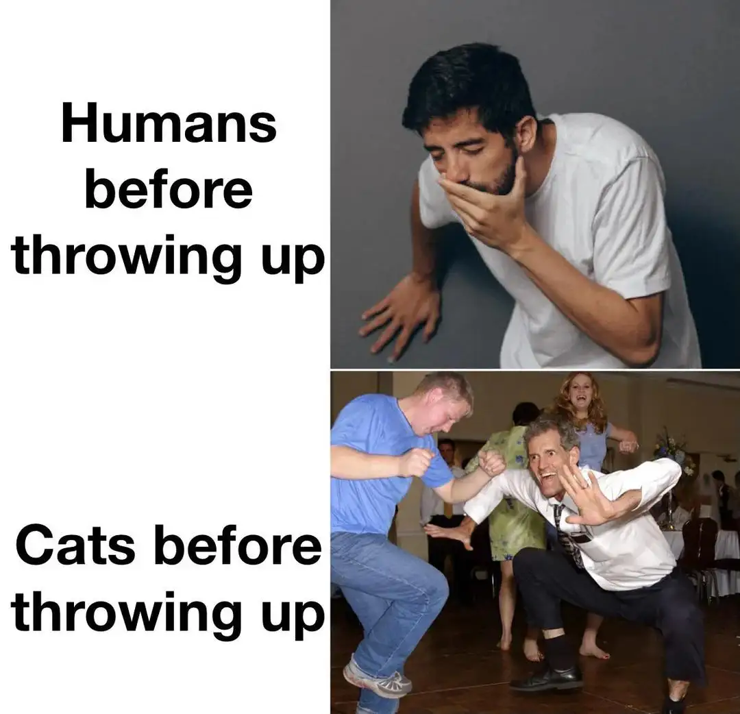 Humans and cats before puking meme acting silly