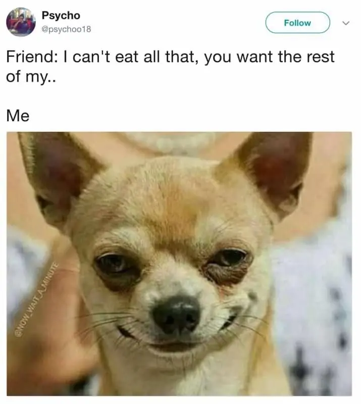 Chihuahua meme waiting for free food