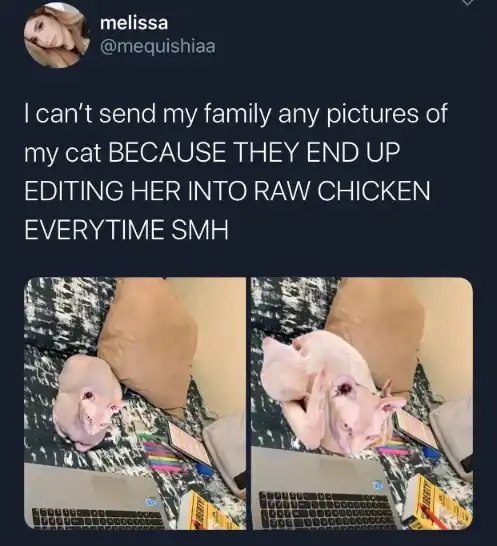 Sphynx cat raw chicken meme annoys owner