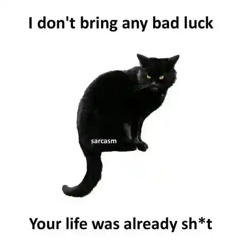 Black cat bad luck meme mocks your life