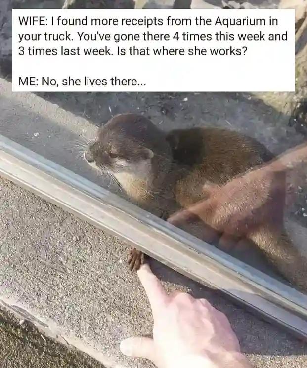 Aquarium otter meme man visits his crush