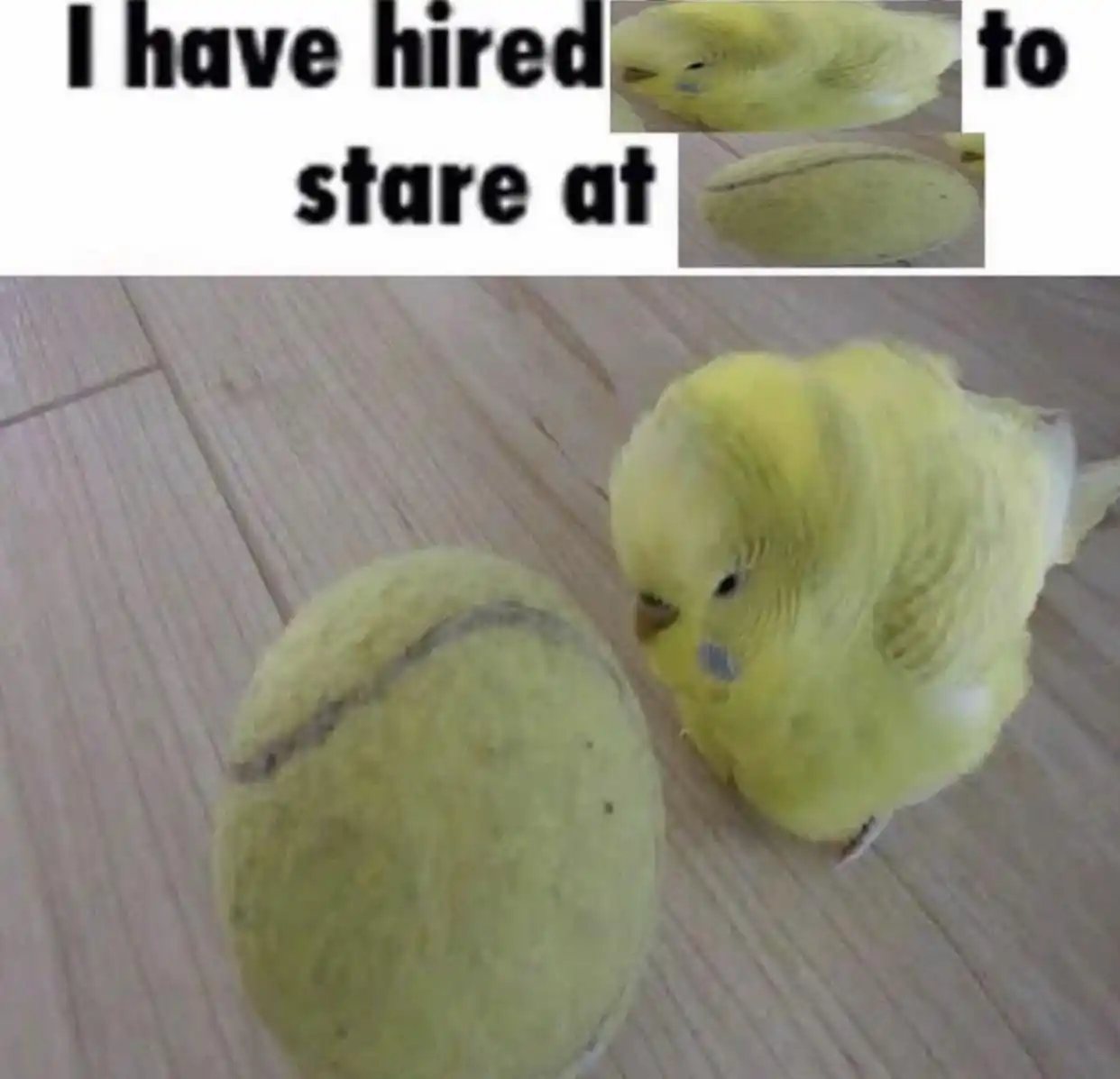 Yellow Bird meme stare at tennis ball