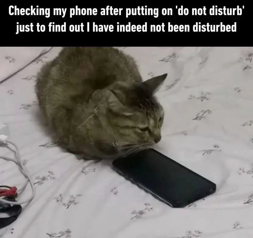Do not disturb cat meme lonely