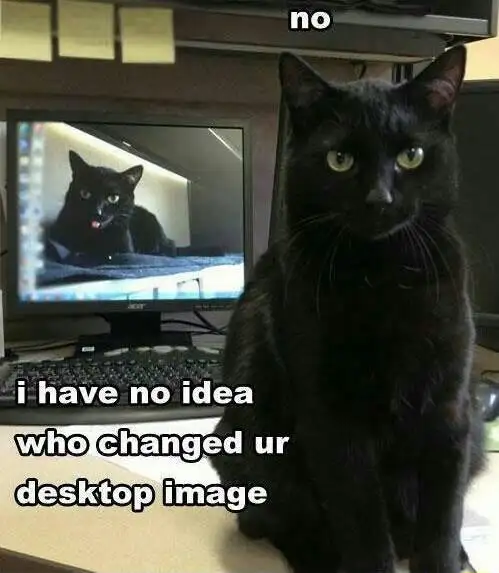 Black cat meme looking innocent after changing desktop