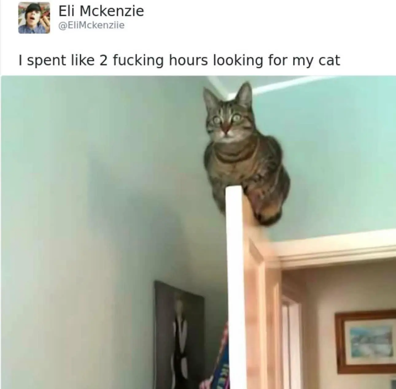 Looking for cat meme found on door top