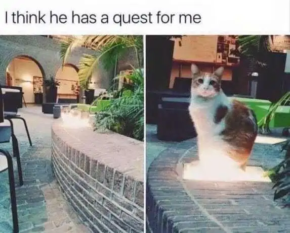 Cat quest meme ready to give you a quest