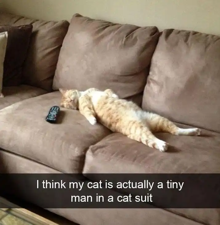 Cat in cat suit meme napping on sofa