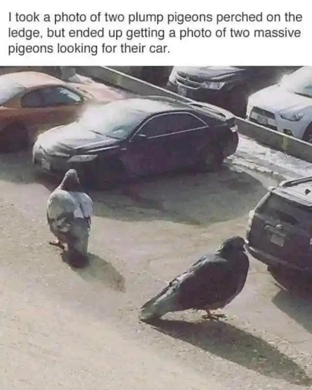Two pigeons meme looking for their car