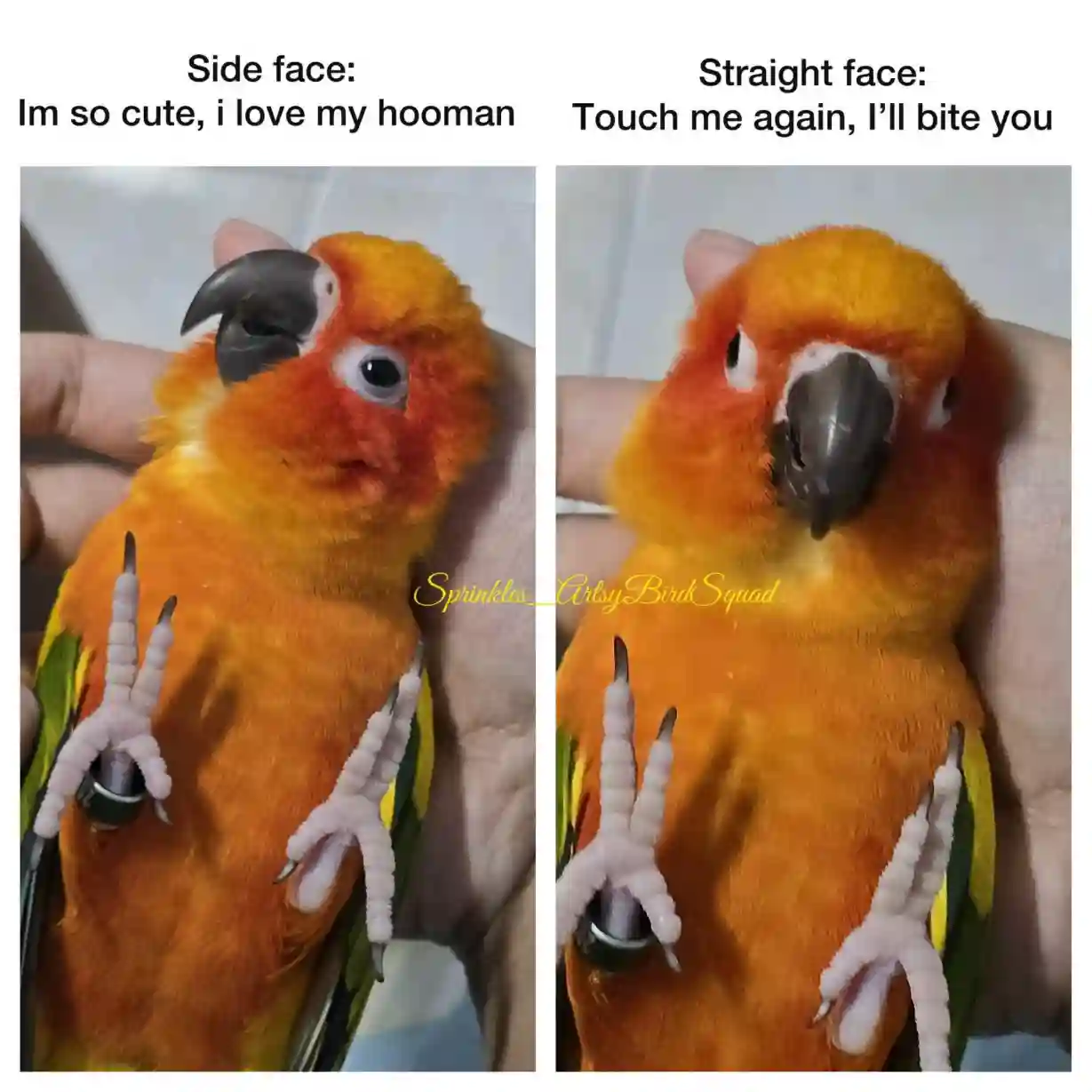 Parrot meme showing cute and angry faces