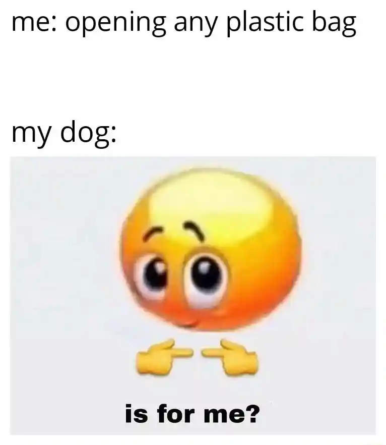 Is for me meme dog wants plastic bag