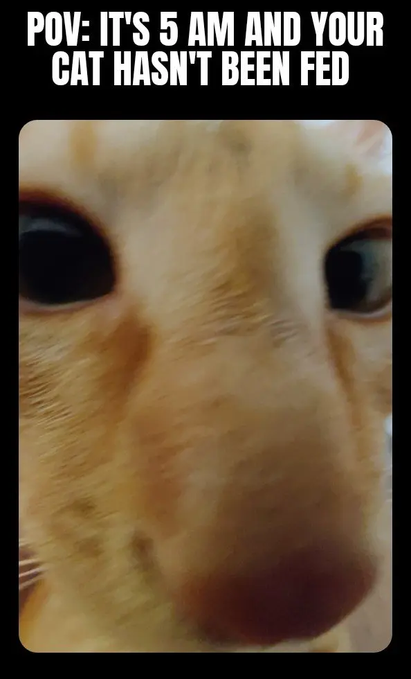 5 am hungry cat meme demanding food
