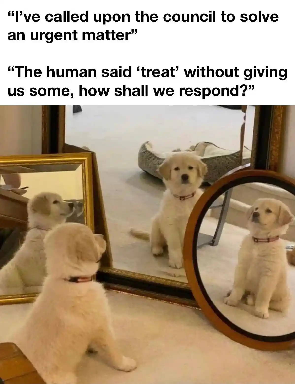 Puppy council meme discussing broken treat promise