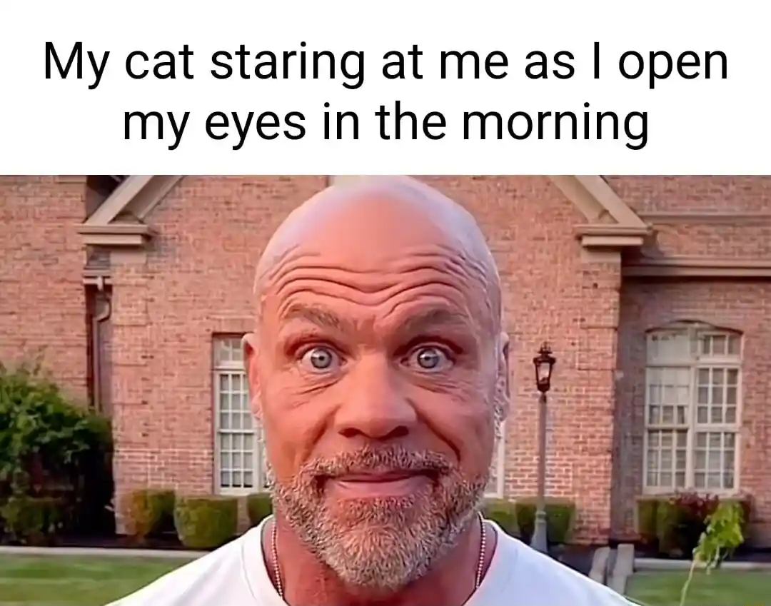 Kurt angle stare meme cat staring at you