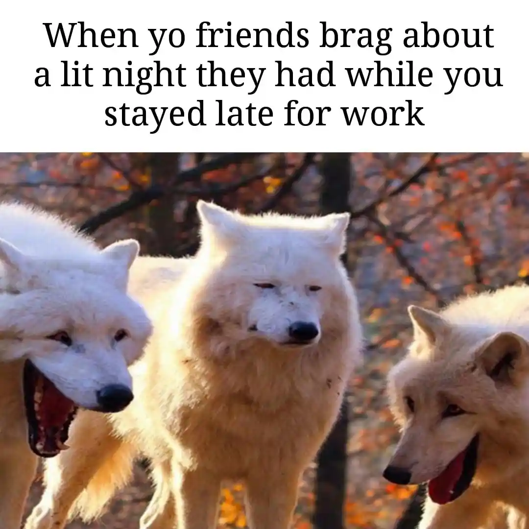 Laughing wolves meme friends brag you work late